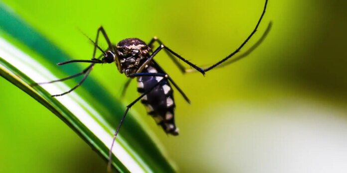 Queda de casos de dengue no Brasil deve se manter até fim de novembro