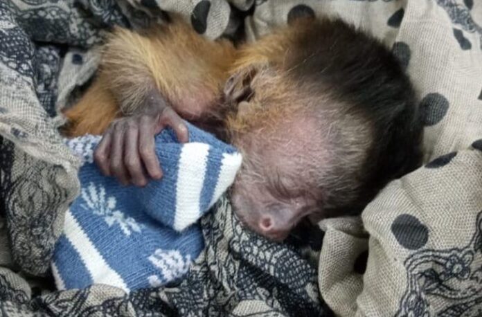 “Macaco Fênix“ é resgatado de cinzas de incêndio no Pantanal