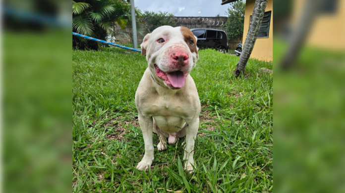 Animal resgatado pela Prefeitura recebe cuidados veterinários