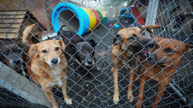 Câmara aprova política de proteção aos animais resgatados em desastres