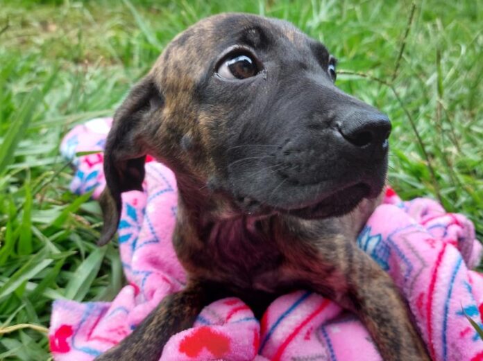 Filhotes de cães resgatados aguardam adoção no Lar Temporário