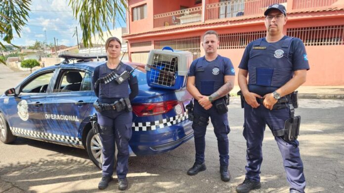 GCM resgata cachorrinha cega acuada por cães em Limeira