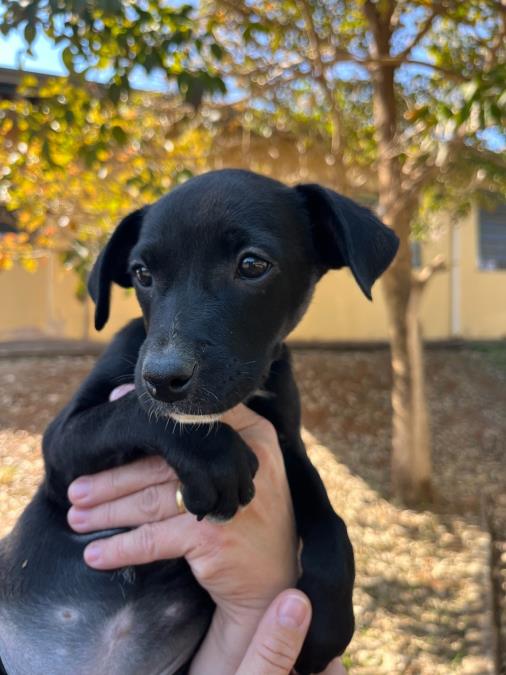 População pode adotar animais no Limeira Shopping, neste sábado (19)